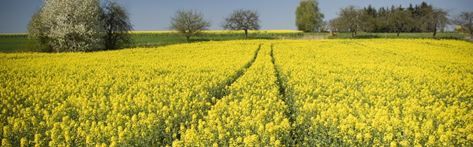 Rapsfeld mit blauem Himmel